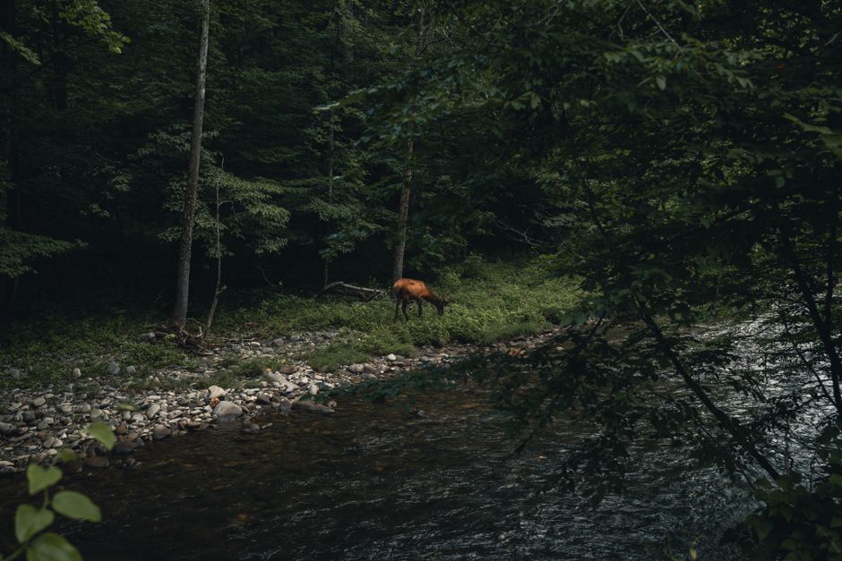 Elk grazes by a river in a verdant forest in Gatlinburg, Tennessee.