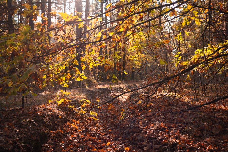 Beautiful autumn forest scene with golden leaves and sunlight filtering through the trees.